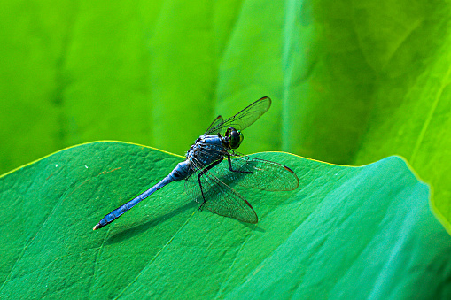 Common blue damselfly on the leaf