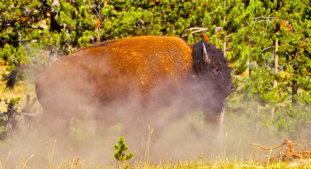 istock American  Bison -  Norris Valley - Yellowstone NP, WY 1497934016