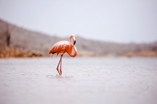 A single, vibrant pink flamingo standing in shallow waters