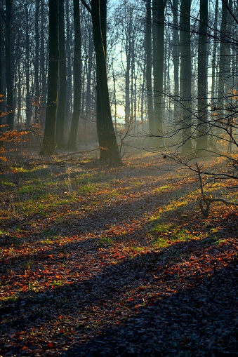 A  vertical shot of a picturesque scene of a leaf-strewn path illuminated by the sun's rays