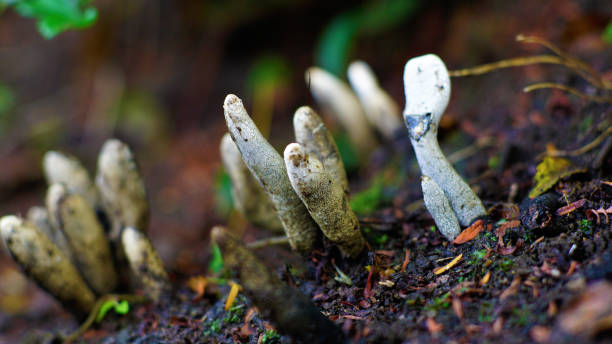 xylaria polymorpha - xylaria стоковые фото и изображения