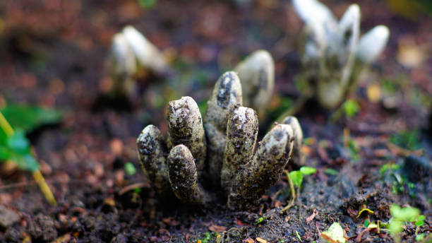 xylaria polymorpha - xylaria foto e immagini stock