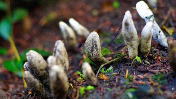 xylaria polymorpha - xylaria стоковые фото и изображения