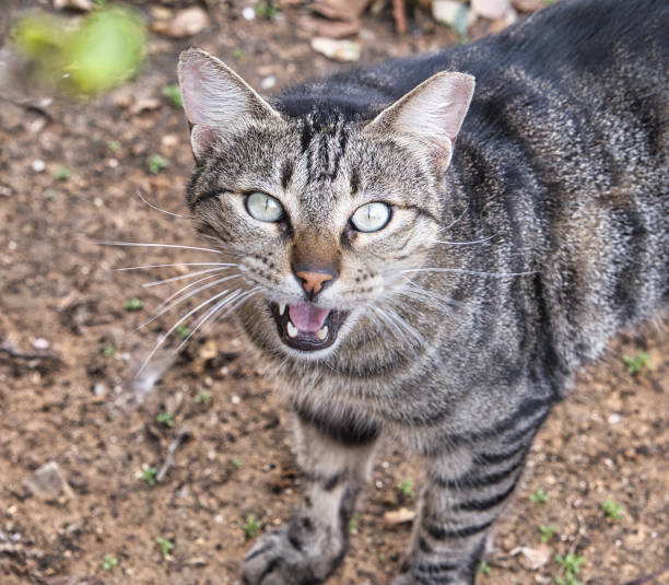 istock Angry hungry striped street cat. 1497934803