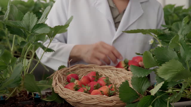 Fresh Strawberries harvest,Greenhouse Strawberries