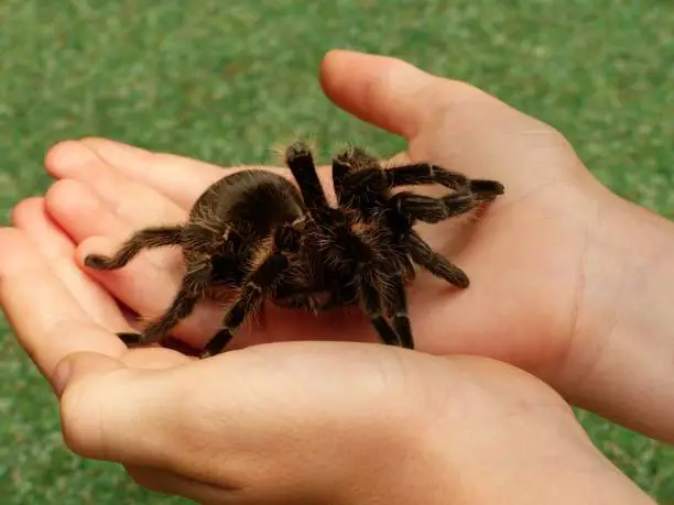 An adult human hand cupped, with a tarantula spider perched on top