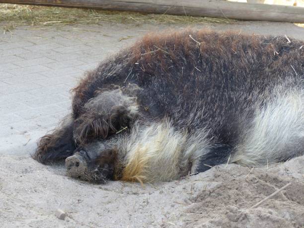 istock Mangalitsa pig lying in a sandy-colored enclosure, surrounded by lush green grass in the background 1497935767