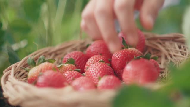Fresh Strawberries harvest,Greenhouse Strawberries