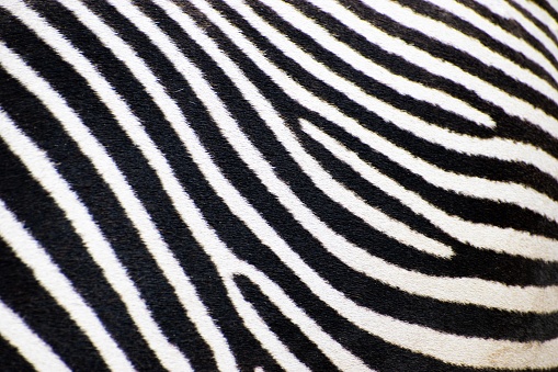 A close-up of a zebra with its unique black and white striped coat pattern