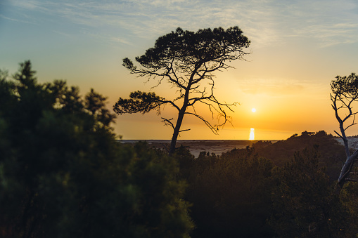 Scenic view of bright sunset time above vast coastline with pine forest and the dunes in Antalya province, Middle East