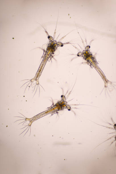 istock White shrimp. Zoea stage of Vannamei in light microscope, Shrimp larvae under a microscope, Nauplius, zoea, Larvae, Background. 1497939397