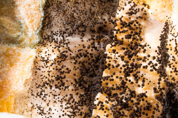 istock Moldy bread in mushroom spores. Spoiled food. Black mold 1497939480
