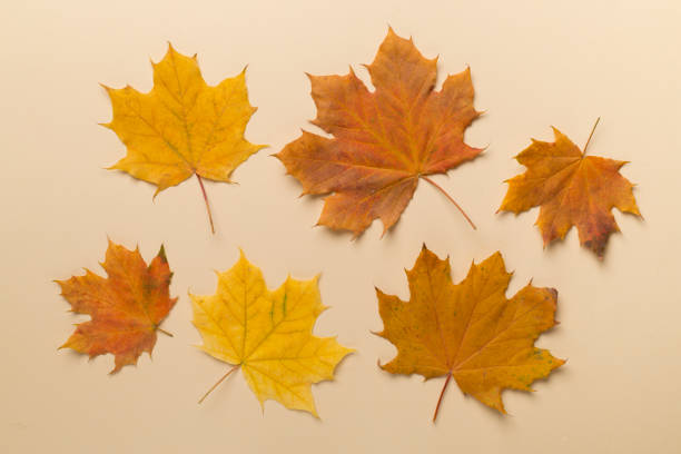 istock Colorful autumn maple leaves on color background, top view 1497939597