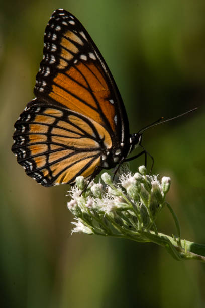 istock Viceroy Butterfly on White Flower Close-up 1497939957