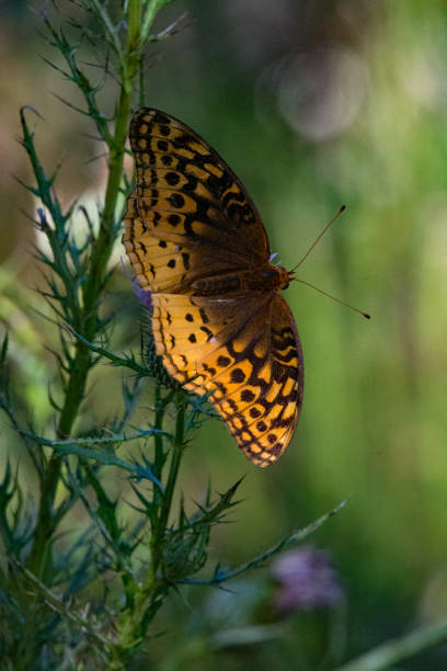 istock Butterfly - Great Spangled Fritillary & Green Background 1497940095