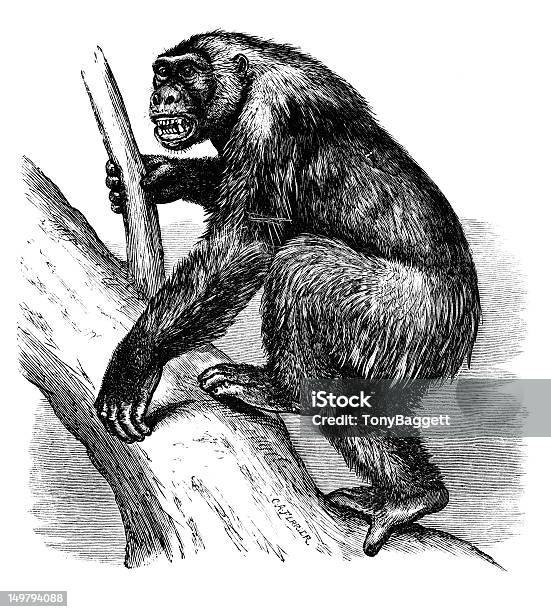 Gorilla Stock Illustration - Download Image Now - Ape, Old, Africa
