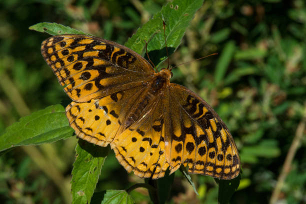 Butterfly - Great Spangled Fritillary With Wings Spread