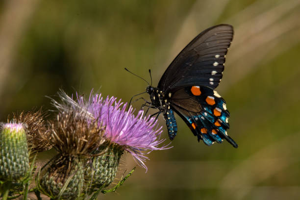 istock Butterfly - Pipevine Swallowtail on Thistle Close-up.jpg 1497941416