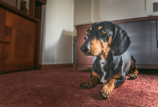 istock dachshund dog on floor in house 1497941648