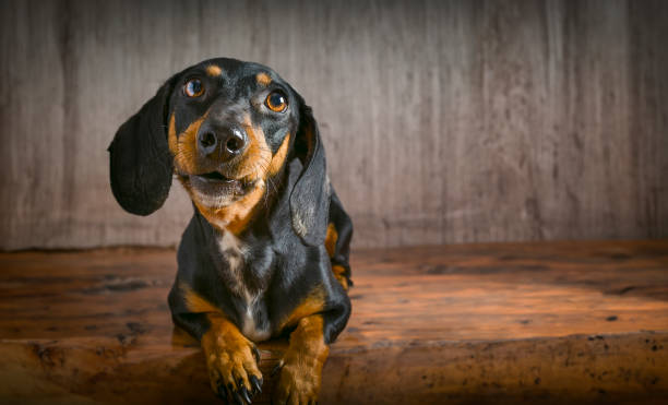 istock portrait dachshund dog on floor 1497941801