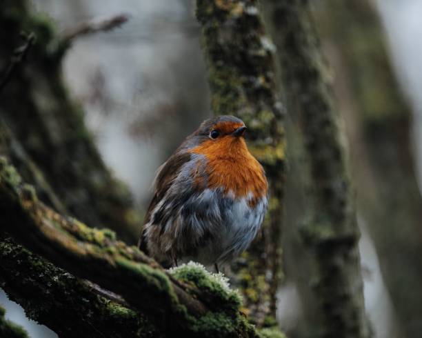 istock Closeup of a Robin perched atop a tree branch in a forest setting 1497943070