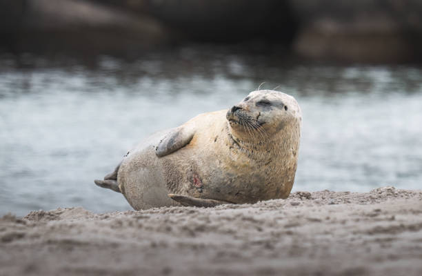 istock sea seal lies on a sandy beach 1497943195