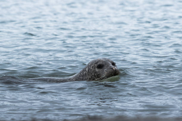 istock seal swims in the North sea 1497943382