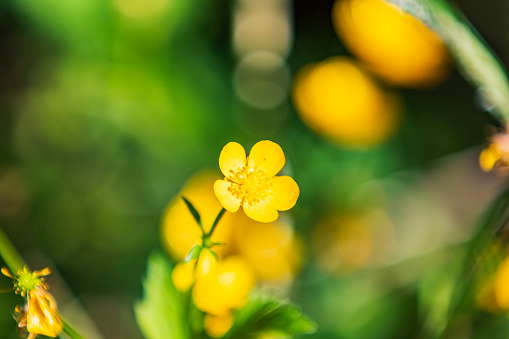 Kingcup or Marsh Marigold - Caltha palustris - beautiful yellow wild flowers