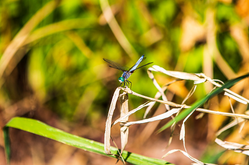 Beautiful dragonfly perched on a blade of grass in the direct sunlight.