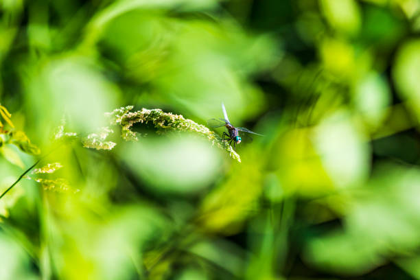 Beautiful dragonfly perched on a green leaf in a rainforest.