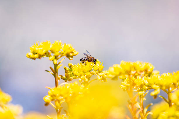 Bumblebee pollenating bright yellow flowers on a sunny day stock photo