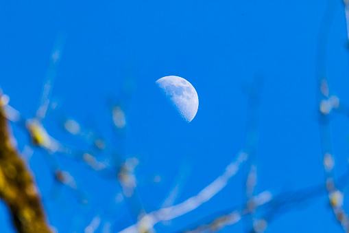 Half moon shot through tree branches against bright blue sky.