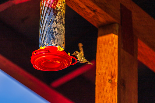 Hummingbird drinking honey water from man made feeder