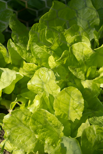 Small organic garden with beautiful specimens of Lettuce and other leaves. Planting and harvesting done constantly.