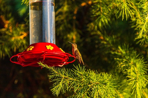 Hummingbird drinking honey water from man made feeder