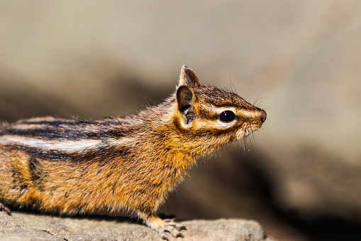 Eastern Chipmunk Tamias striatus foraging in a backyard with full cheek pouches