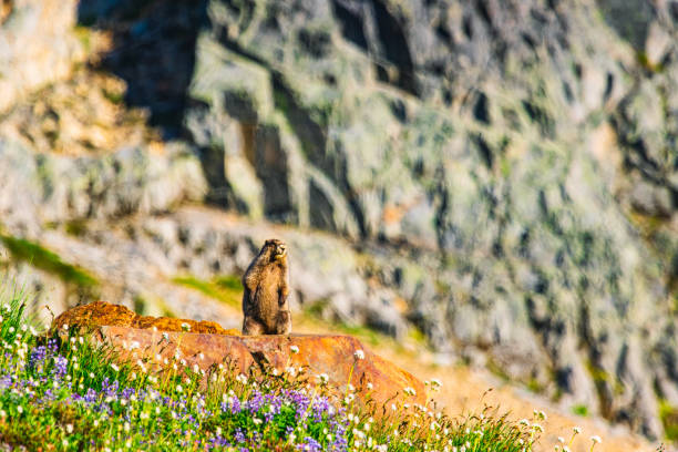 Woodchuck or groundhog on the stone. Wild rodent animal in nature. Capybara on the ground. Rodent groundhog. Rodent animal. Wildlife nature. Woodchuck marmot. Wild marmot in nature.