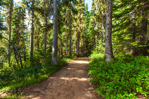 Trail leading into the mountains with pine tree forests and bright light. Hiking in Canada.