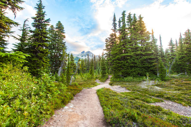 Trail leading into the mountains with pine tree forests and bright light. Hiking in Canada.