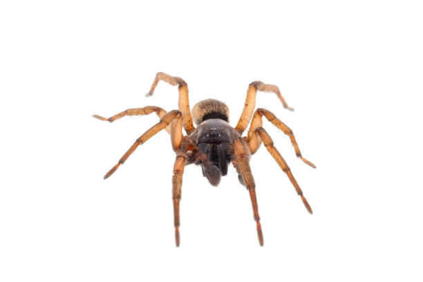 istock Ground spider isolated on white background, Haplodrassus sp. 1497944214