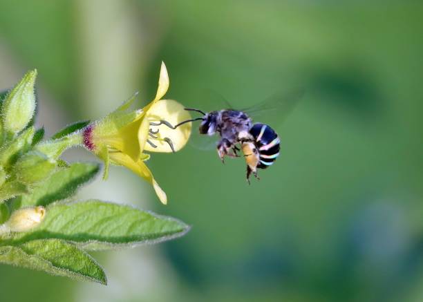 istock Up-close shot of a bee gathering nectar from a beautiful array of brightly colored flowers 1497945122