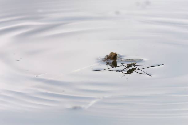 istock Macro image of a Gerris lacustris, otherwise known as a common pond skater 1497945273
