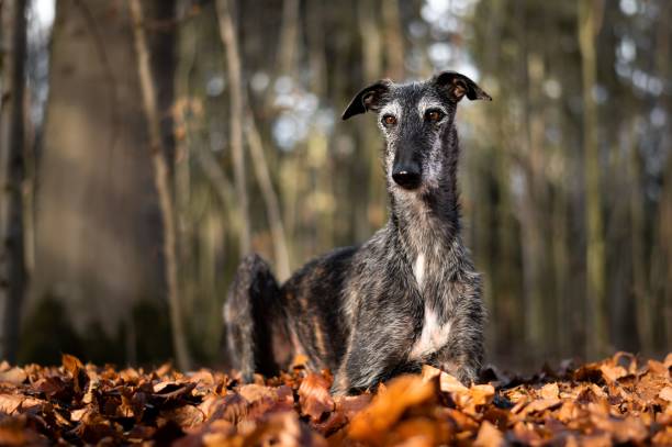 istock a dog that is laying down in some leaves on the ground 1497947499