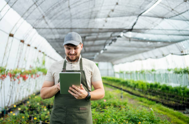 istock Gardener working in greenhouse with technology. 1497949622