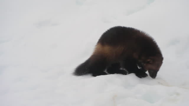 Wolverine looking for food in the snow