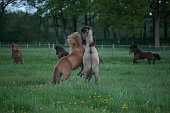 Icelandic horses grazing