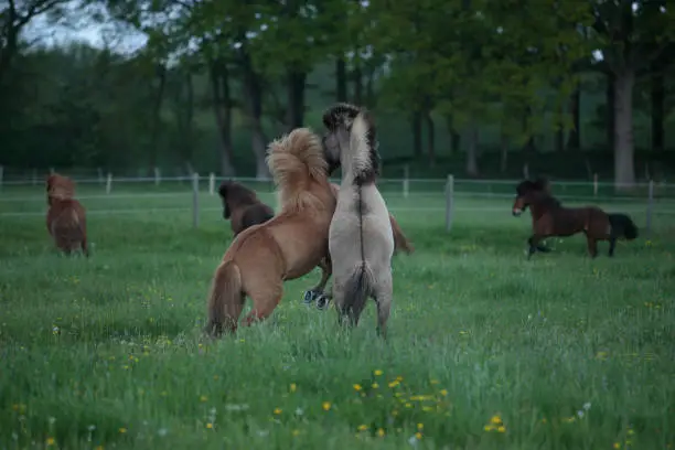 Photo of Icelandic horses grazing