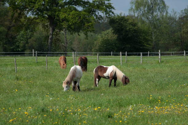 istock Icelandic horses grazing 1497950907