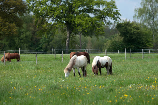 istock Icelandic horses grazing 1497950934