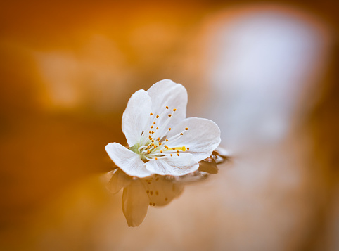 Cherry blossom floating on water